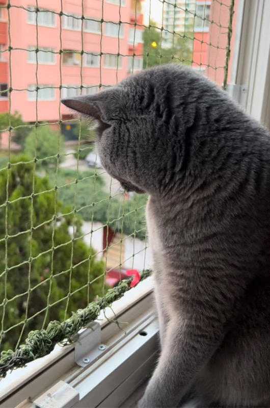 Winblock Pets Evcil Hayvan Güvenlik Ağı 2 Pencerelik Ekonomik Kutu