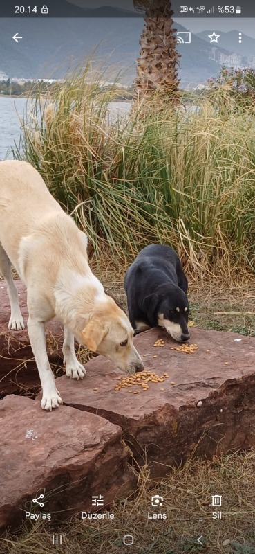 King Plus Beef Dog Biftekli Yetişkin Köpek Maması 15 Kg
