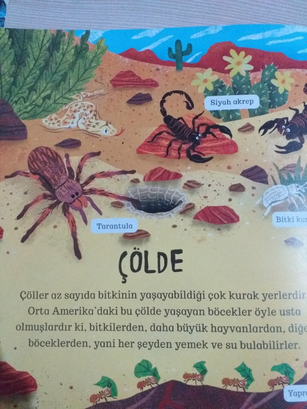 Çevremizdeki Dünya Böcekler
