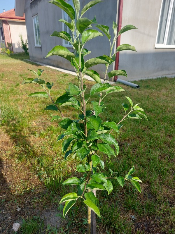 2 Yaş Tüplü Kokulu Iğde Fidanı 80-100 cm