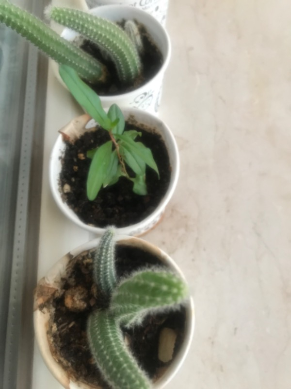 Ekosolfarm Sıvı Solucan Gübresi 1 Lt.