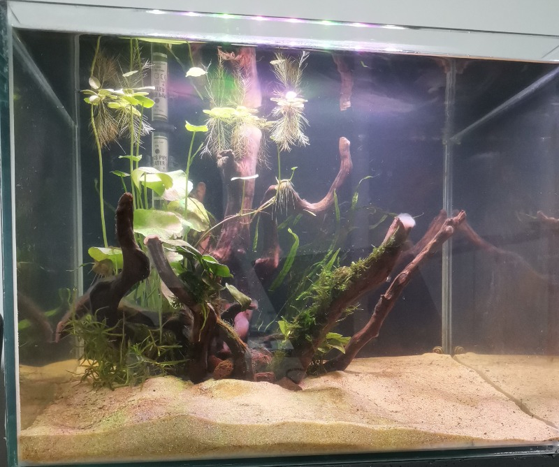 Netx Çöl (Yati) Kütüğü Bağ 35-45 cm