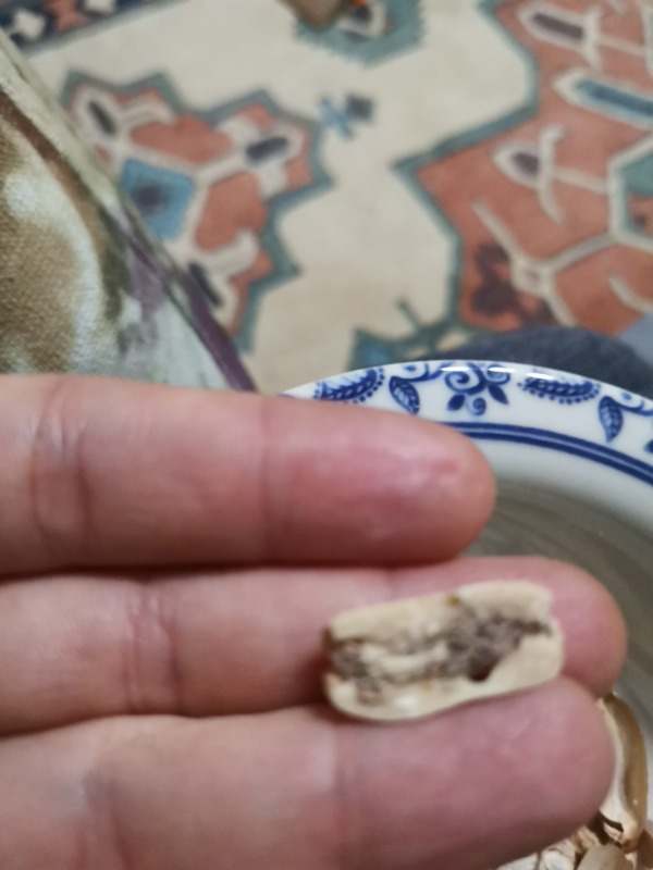 Tuğba Kuruyemiş Kabuklu Fıstık 500 gr