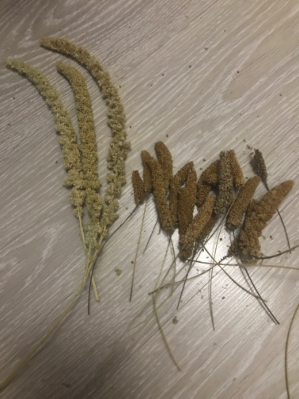 Eren Pet Doğal Üretim Kızıl Dal Darı (500 Gr.)