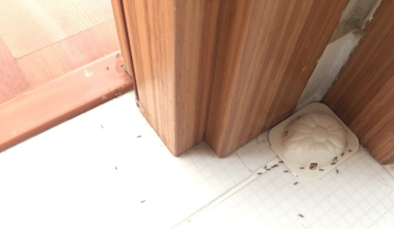 Raid Karınca Yemi 2 Adet