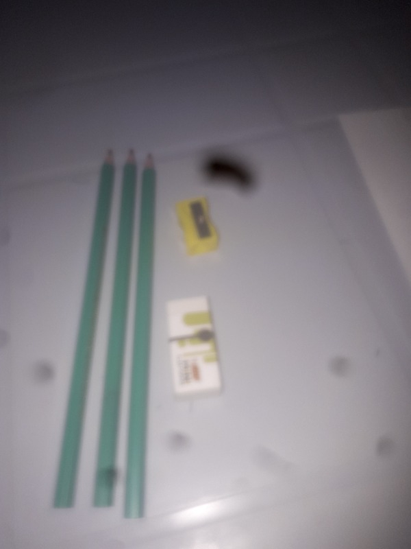 Bic Evolution 650 HB Kurşun Kalem Seti 3'lü + Silgi + Kalemtıraş
