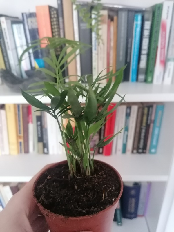 Palmiye Chamaedorea Elegans Dağ Palmiyesi Mini Boy