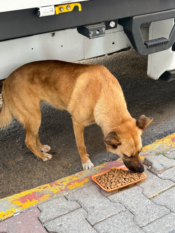 King Biftekli Yetişkin Köpek Maması 15 Kg