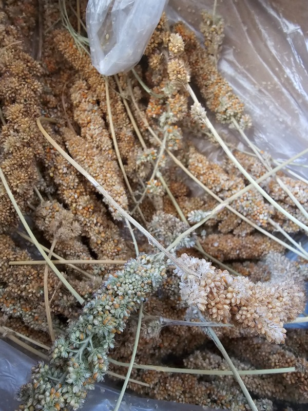 Eren Pet Doğal Üretim Kızıl Dal Darı (500 Gr.)