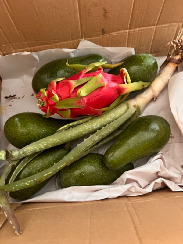 AVOKADO 1 KG TAZE HASAT