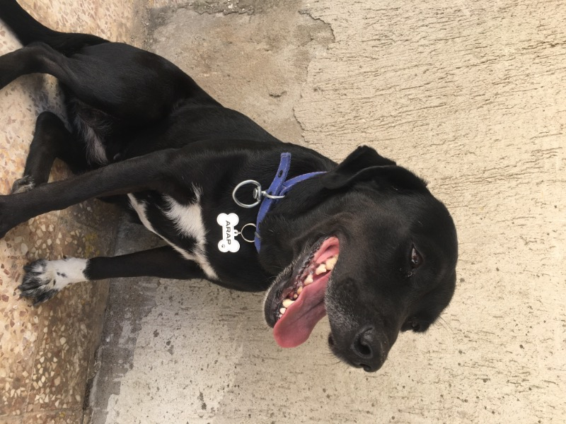 Altınceylan Köpek İsim Künyesi