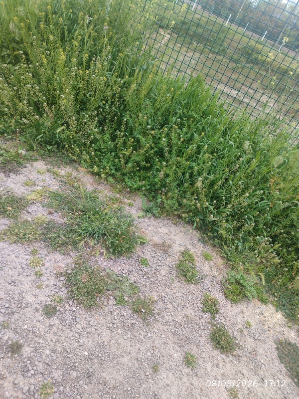 visual-comment-img