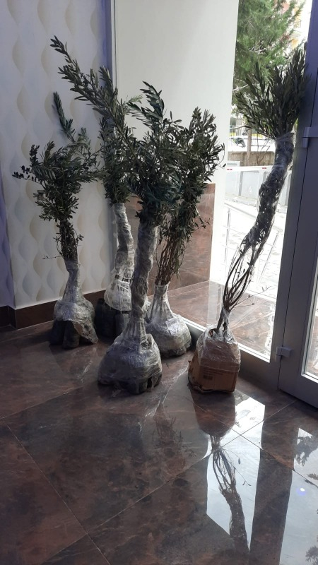 Trilye (Gemlik) Zeytin Fidanı 20 Adet