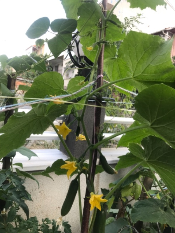 Ekosolfarm Sıvı Solucan Gübresi 1 Lt.