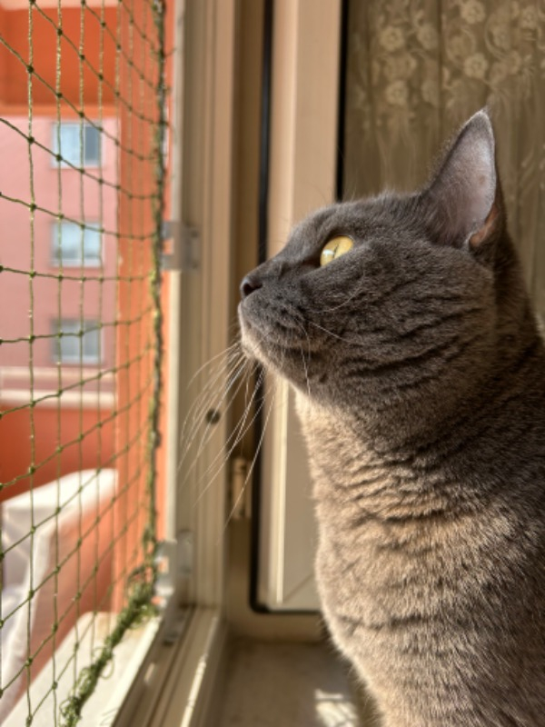 Winblock Pets Evcil Hayvan Güvenlik Ağı 2 Pencerelik Ekonomik Kutu