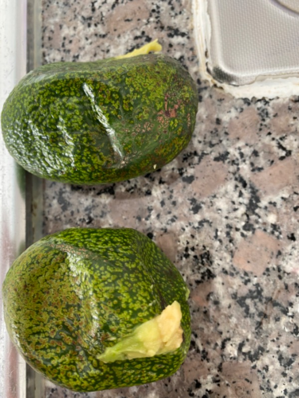 AVOKADO 1 KG TAZE HASAT
