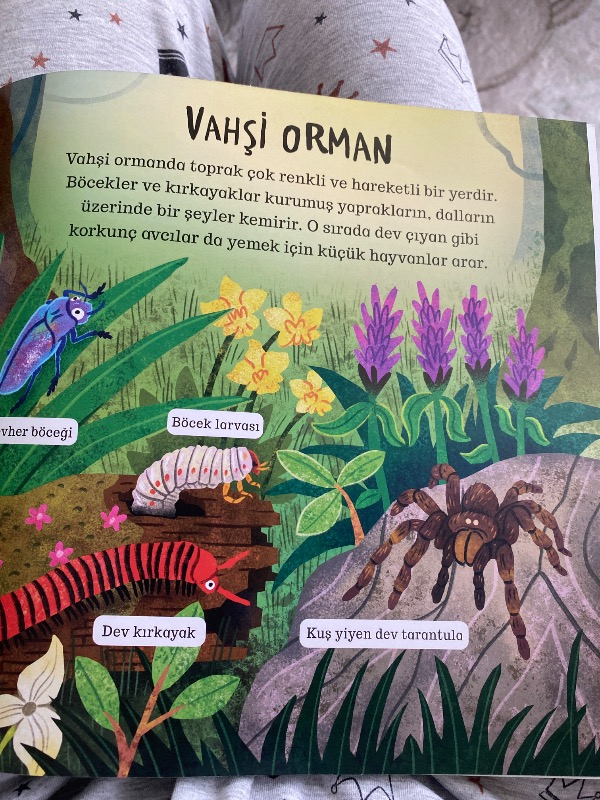 Çevremizdeki Dünya Böcekler