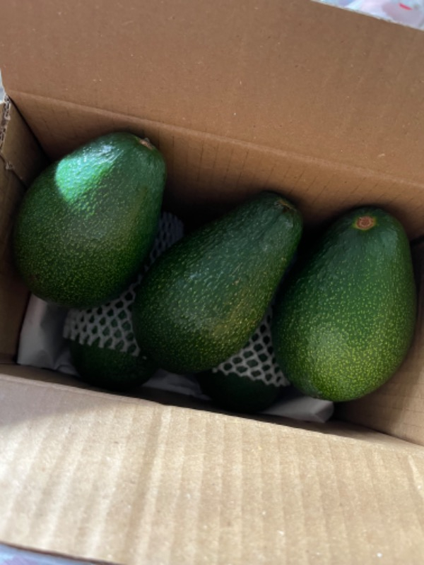Tropikar Avokado