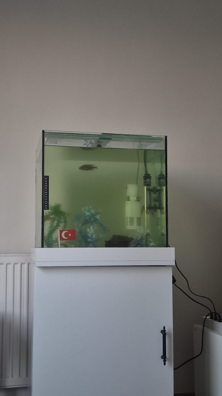 visual-comment-img