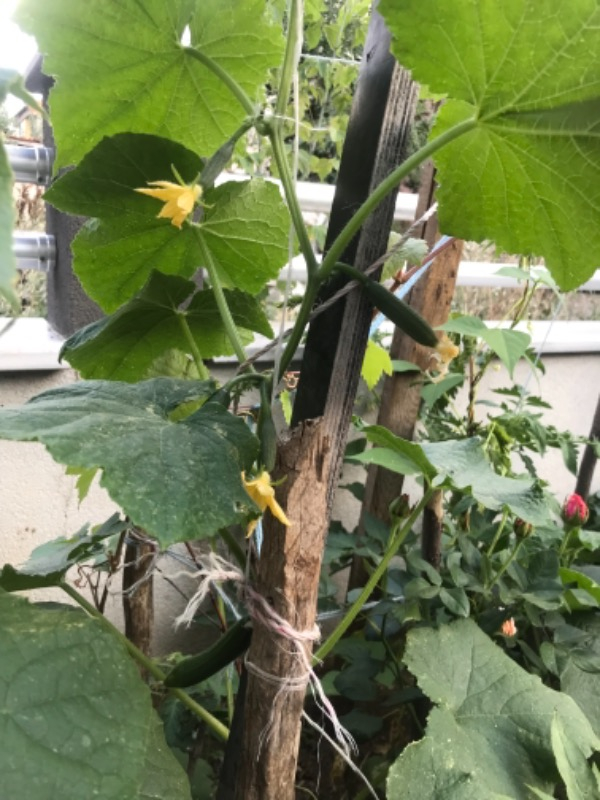 Ekosolfarm Sıvı Solucan Gübresi 1 Lt.