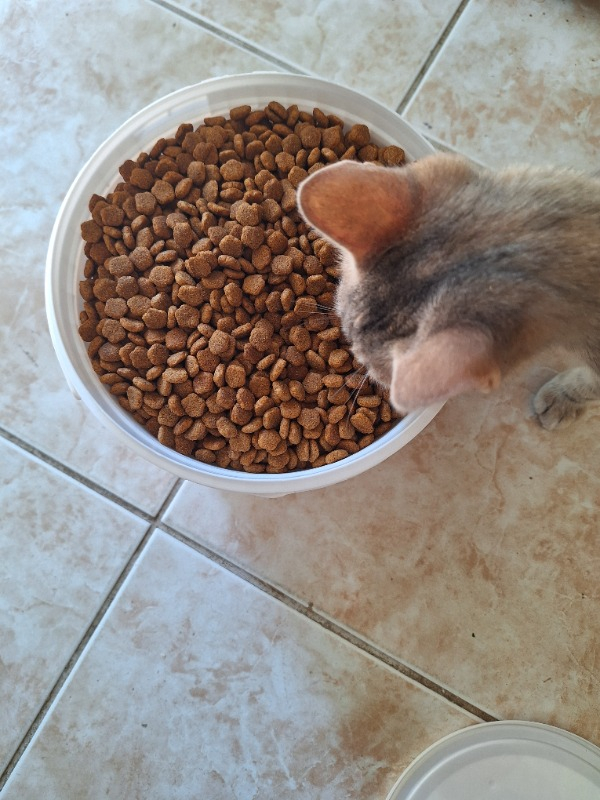 King Plus Cat Kuzulu Yetişkin Kedi Maması 15 Kg