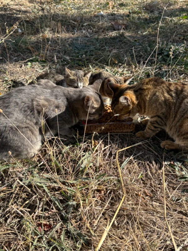 King Plus Cat Kuzulu Yetişkin Kedi Maması 15 Kg
