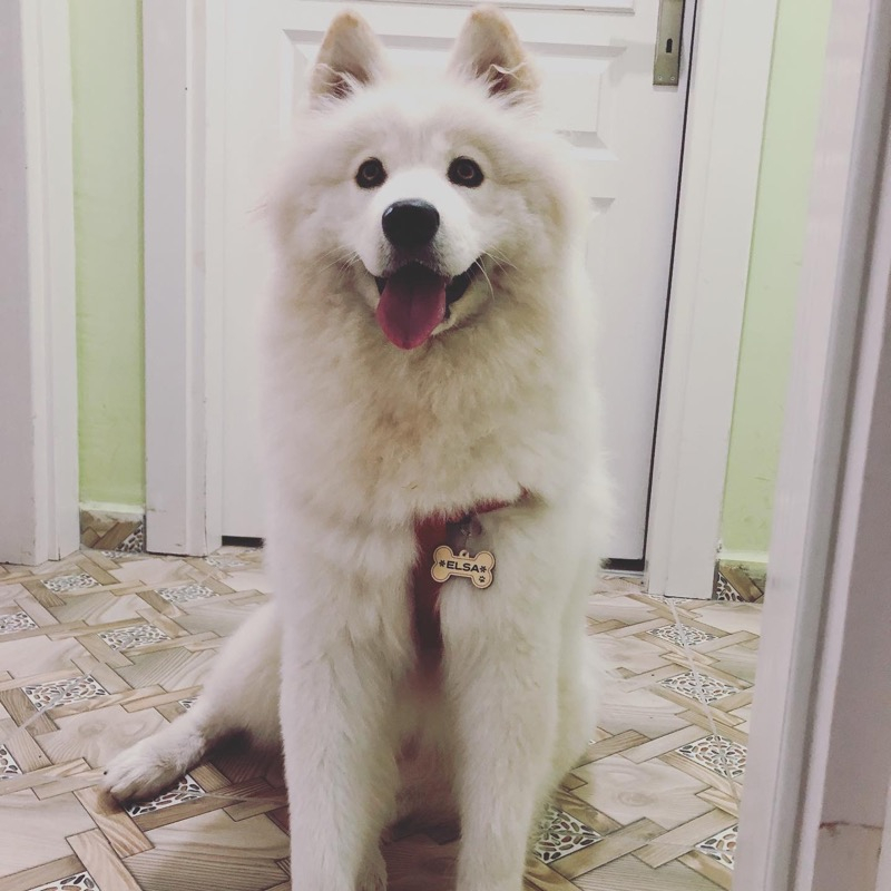 Altınceylan Köpek İsim Künyesi
