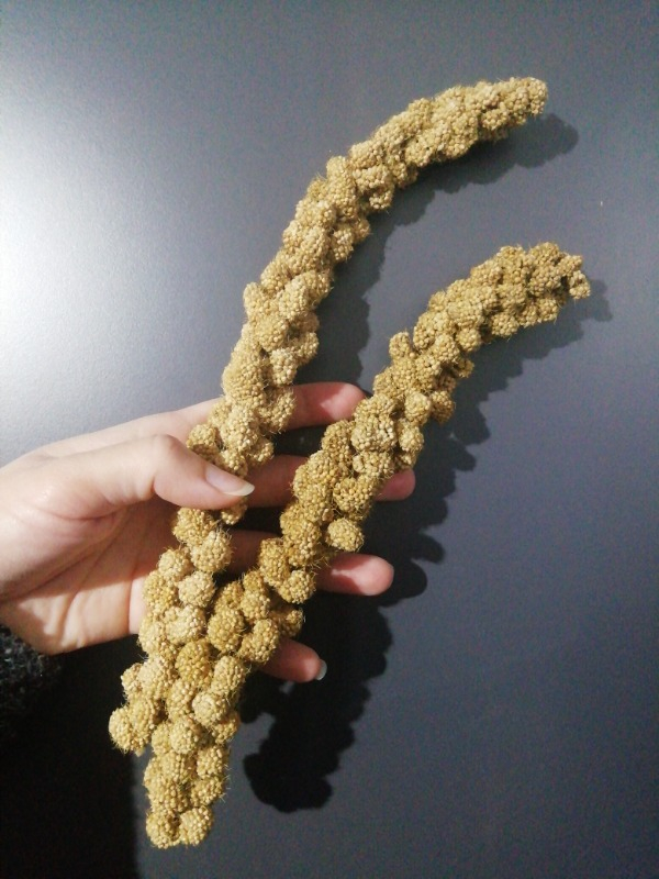 Jungle Doğal Dal Darı 5 Li Paket