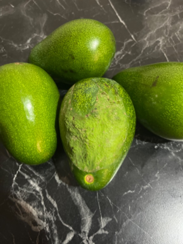 AVOKADO 1 KG TAZE HASAT
