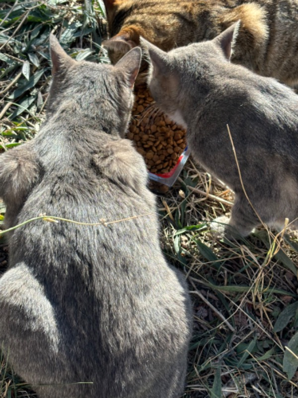 King Plus Cat Kuzulu Yetişkin Kedi Maması 15 Kg