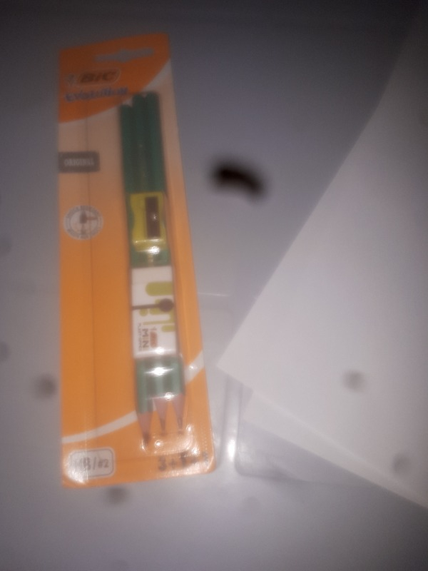 Bic Evolution 650 HB Kurşun Kalem Seti 3'lü + Silgi + Kalemtıraş