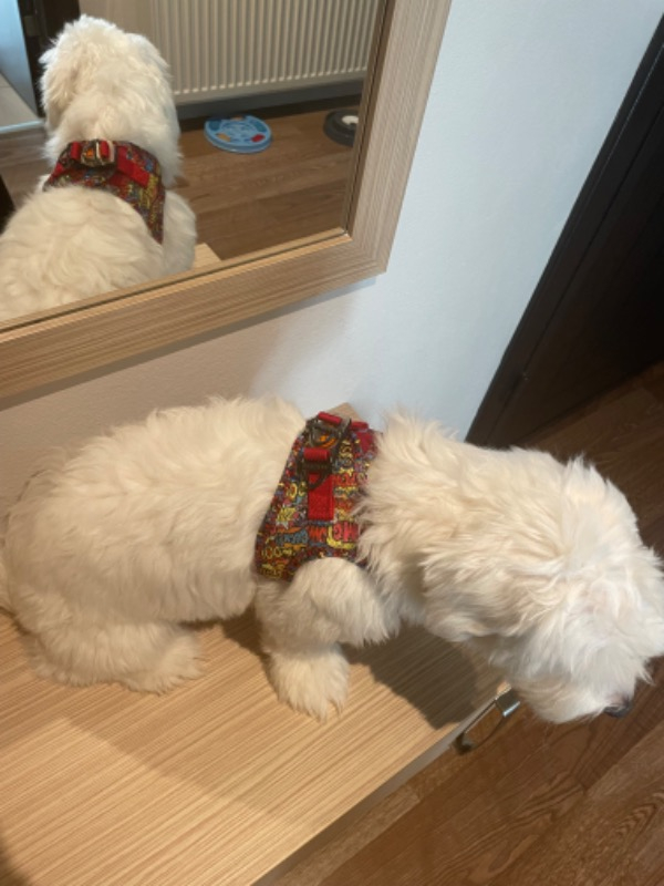 Pawstar Air-Mesh Wow Köpek Göğüs Tasması