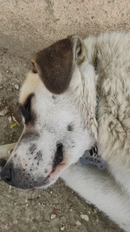 Altınceylan Köpek İsim Künyesi