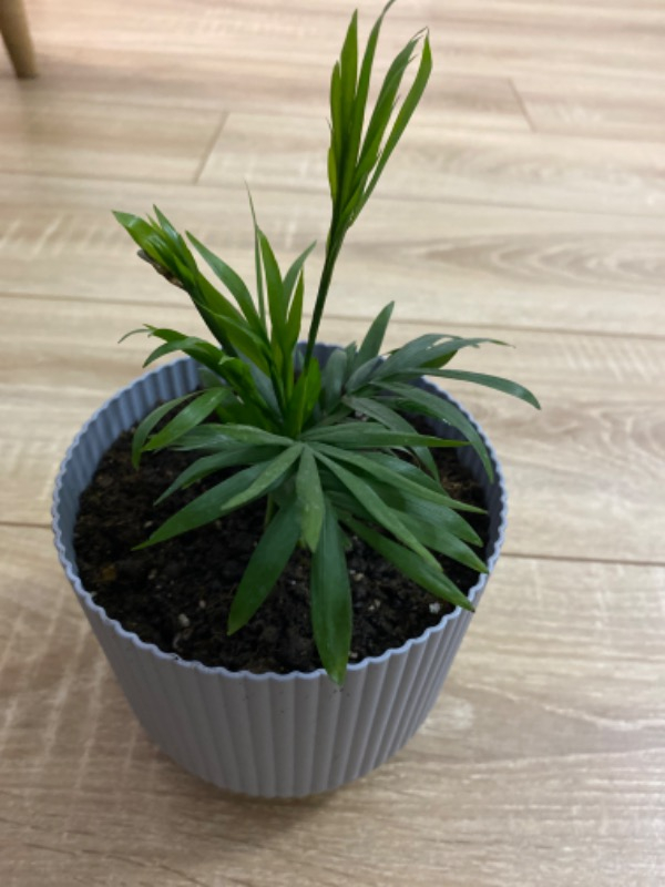 Palmiye Chamaedorea Elegans Dağ Palmiyesi Mini Boy