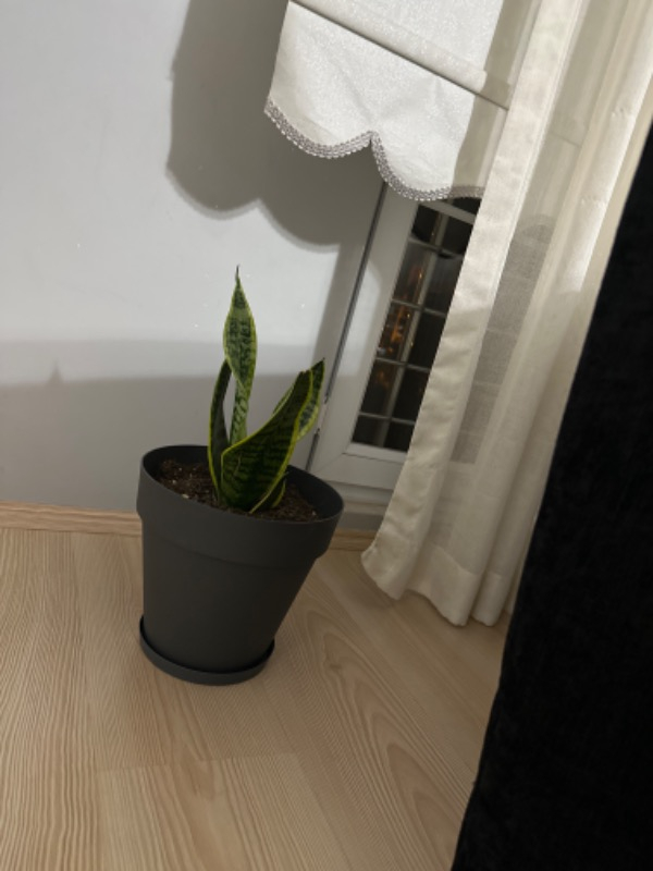 Serinova Yalı Saksı 6 lt Antrasit