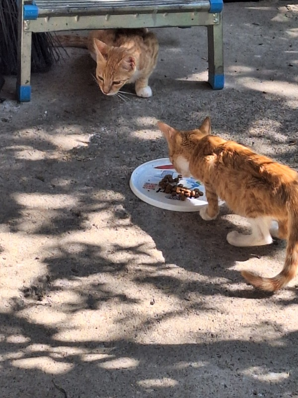King Plus Cat Kuzulu Yetişkin Kedi Maması 15 Kg