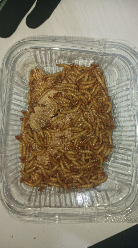 Turkuaz Unkurdu 50 gr