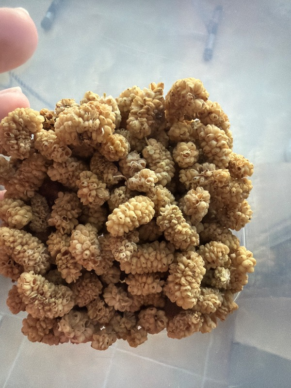 Antep Pazarı Dut Kurusu - 100g
