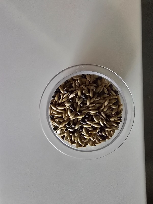 Gold Wings Premium Doğal Mineralli Kuş Kumu 250 gr – Yem Öğütme ve Hijyen Desteği ile Sağlıklı Sindirim