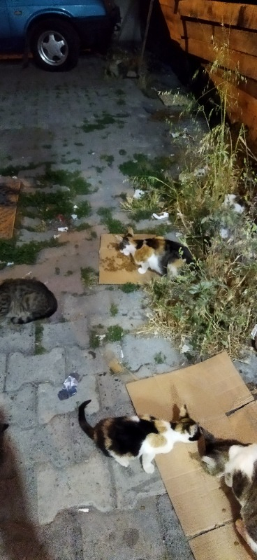 King Plus Cat Kuzulu Yetişkin Kedi Maması 15 Kg