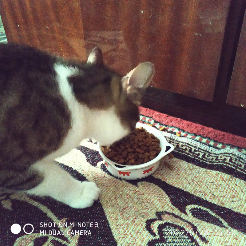 King Plus Cat Kuzulu Yetişkin Kedi Maması 15 Kg