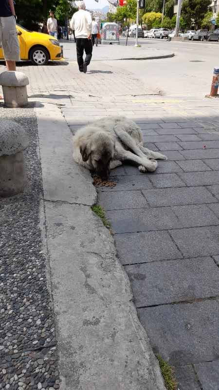 King Plus Beef Dog Biftekli Yetişkin Köpek Maması 15 Kg