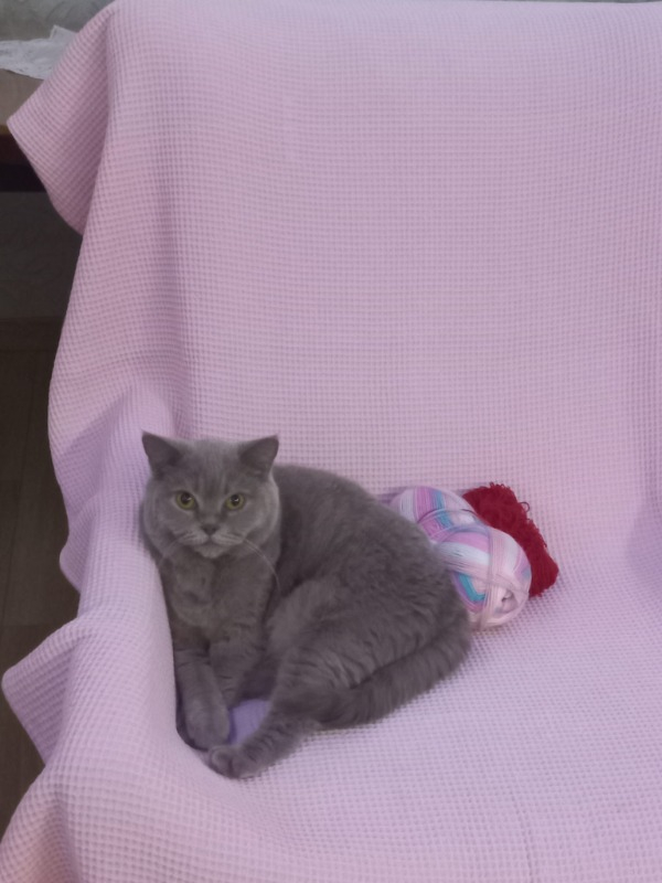 Pro Plan Sterilised Somonlu Kedi Maması 12 Kg