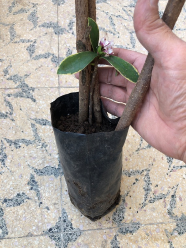 Ozozturk Kafkas Gülü(Daphne) Kokulu 15 -25 cm