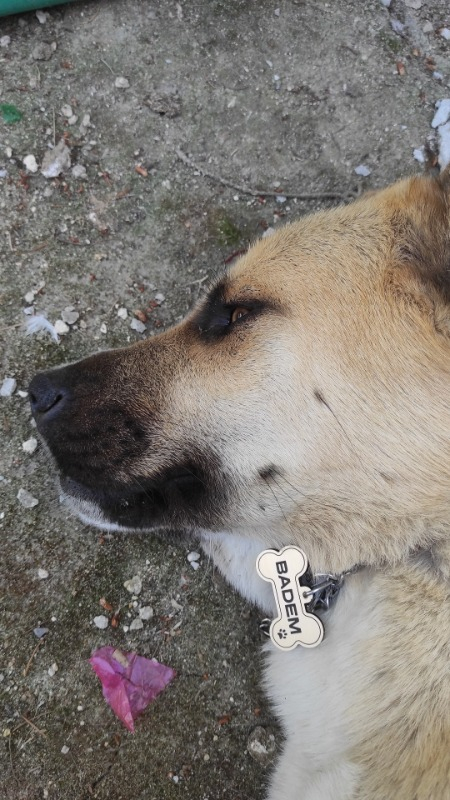 Altınceylan Köpek İsim Künyesi