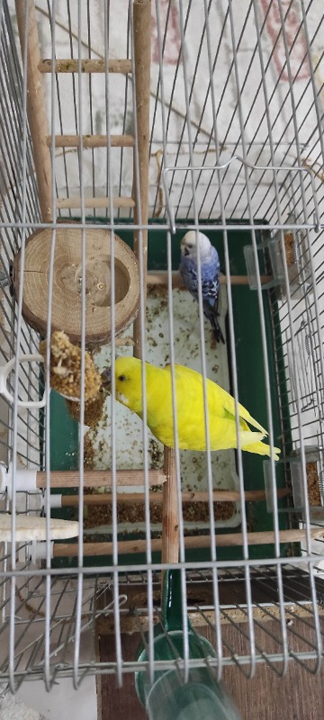 Jungle Doğal Dal Darı 5 Li Paket