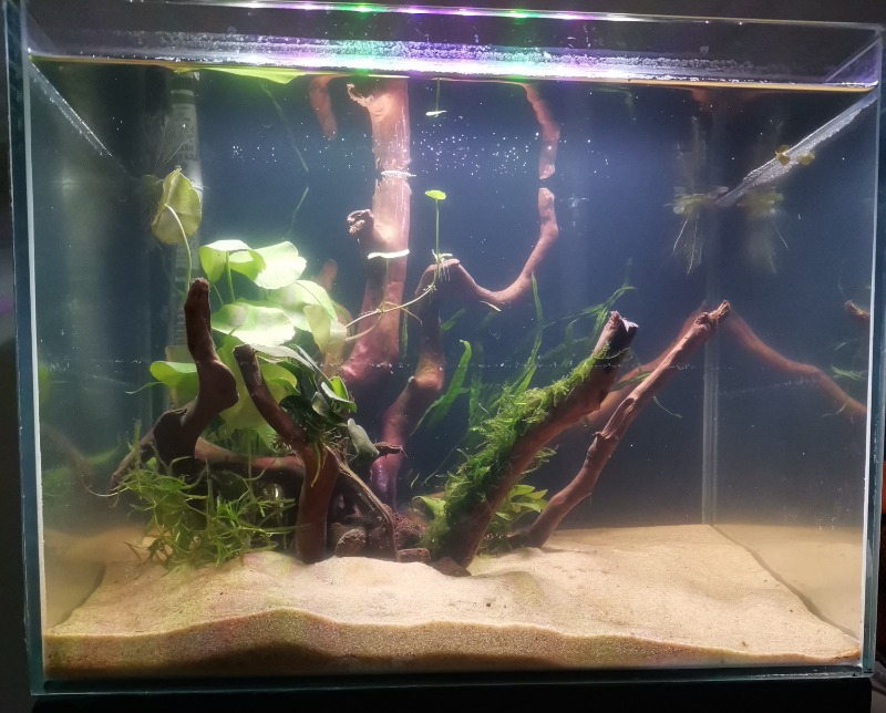 Netx Çöl (Yati) Kütüğü Bağ 35-45 cm