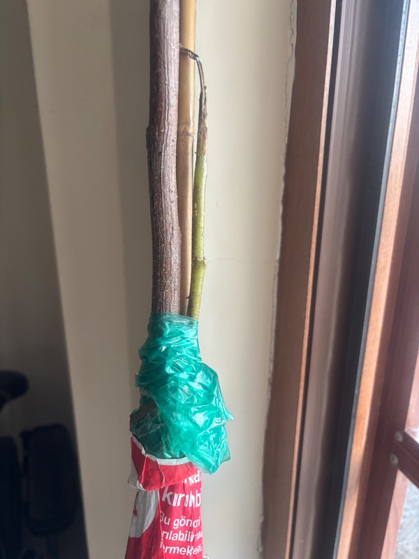 Ozozturk Tamarillo (Domates AĞACI)70-100 cm Tüplüdür