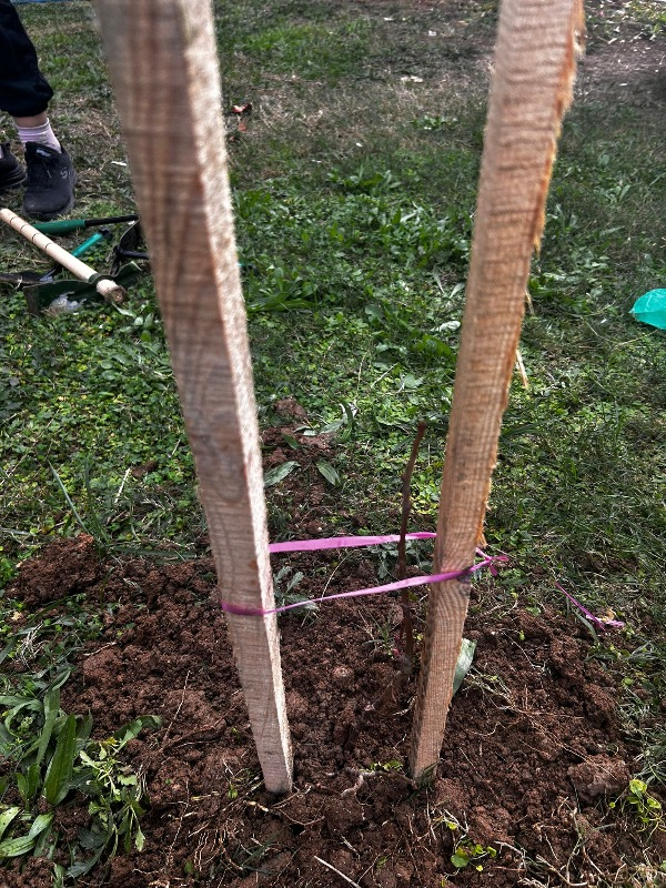 Tüplü Ihlamur Ağacı Fidanı
