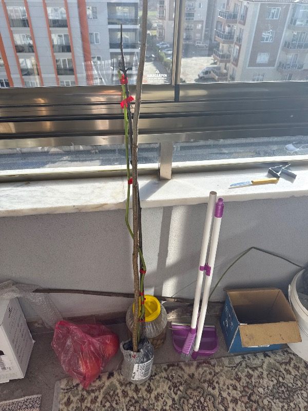 Ozozturk Tamarillo (Domates AĞACI)70-100 cm Tüplüdür